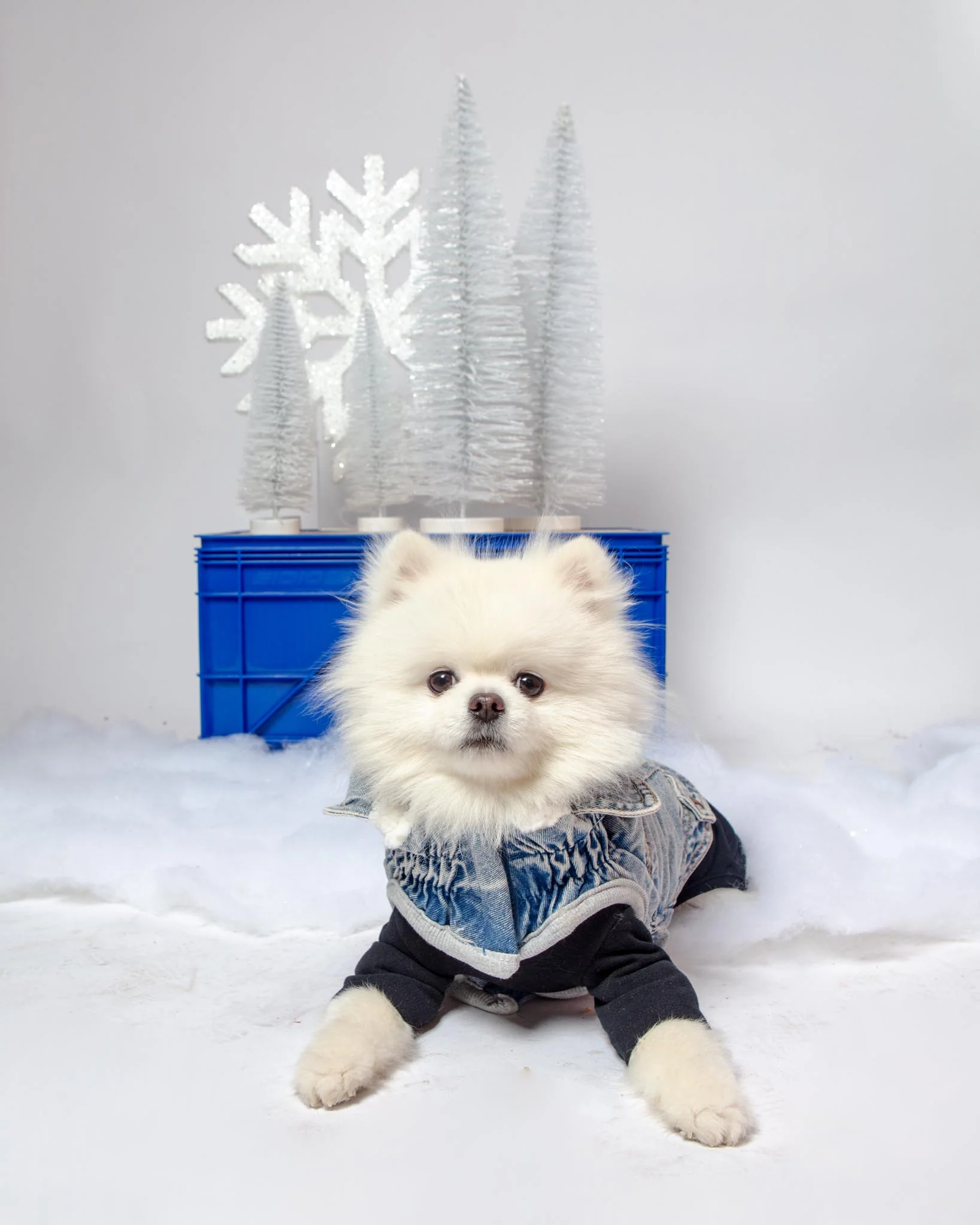 Denim Shearling Dog Jacket in Light Wash (FINAL SALE) - Image 3