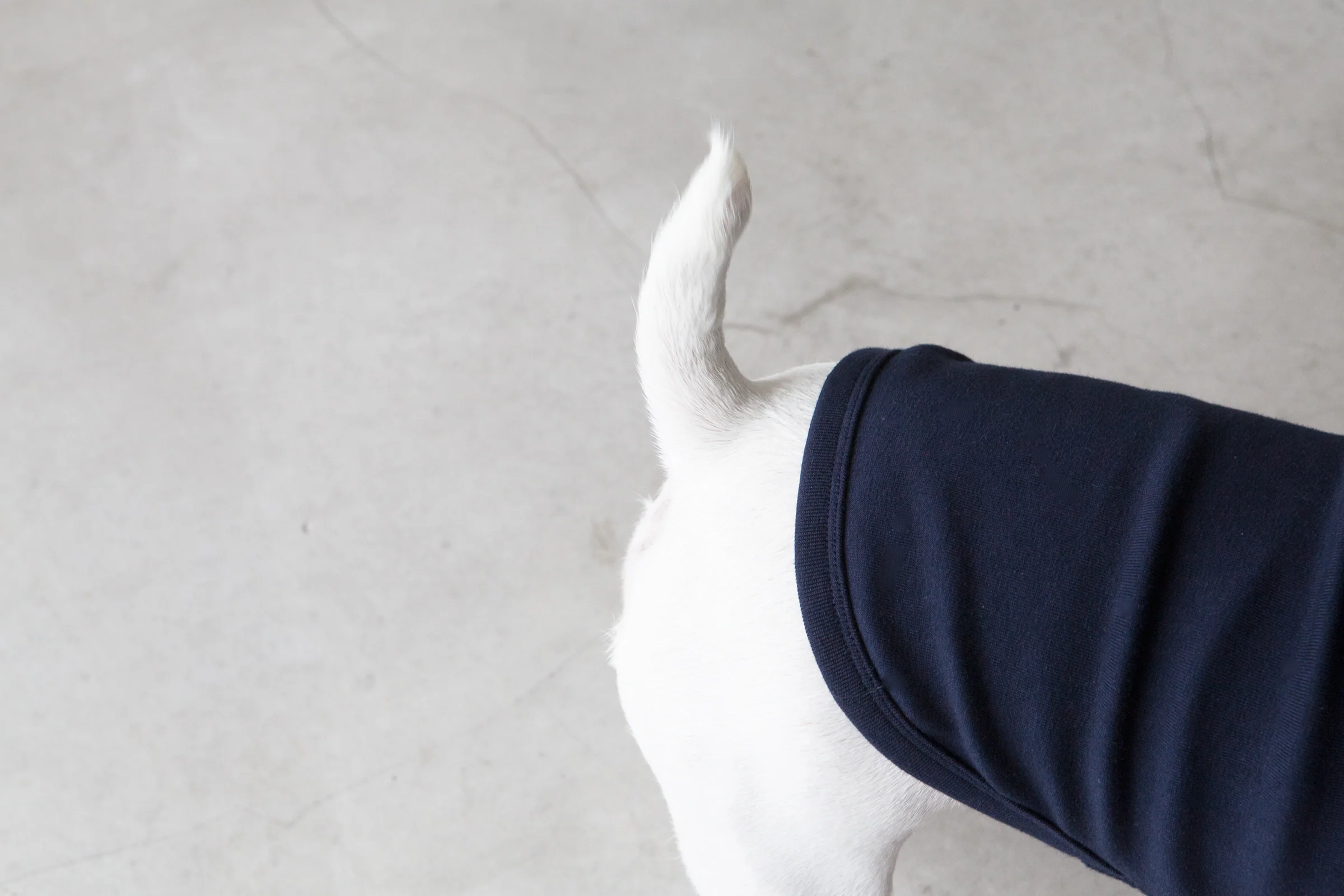 DENTISTS APPOINTMENT | Striped Point Turtleneck in Navy - Image 5