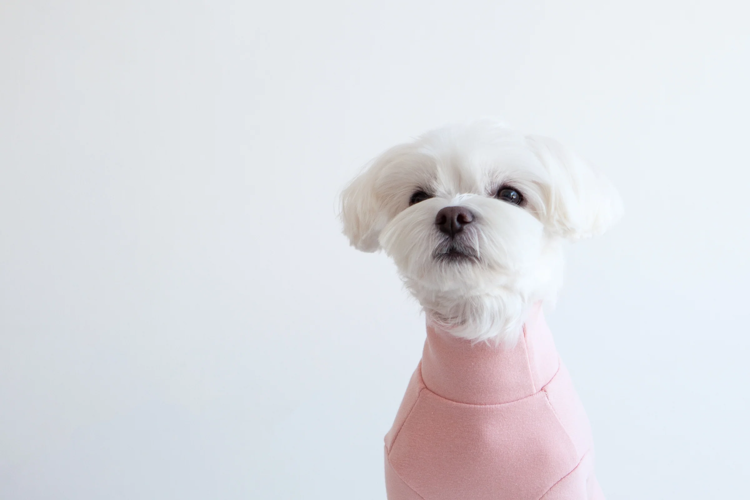 DENTISTS APPOINTMENT | Striped Point Turtleneck in Soft Pink - Image 8