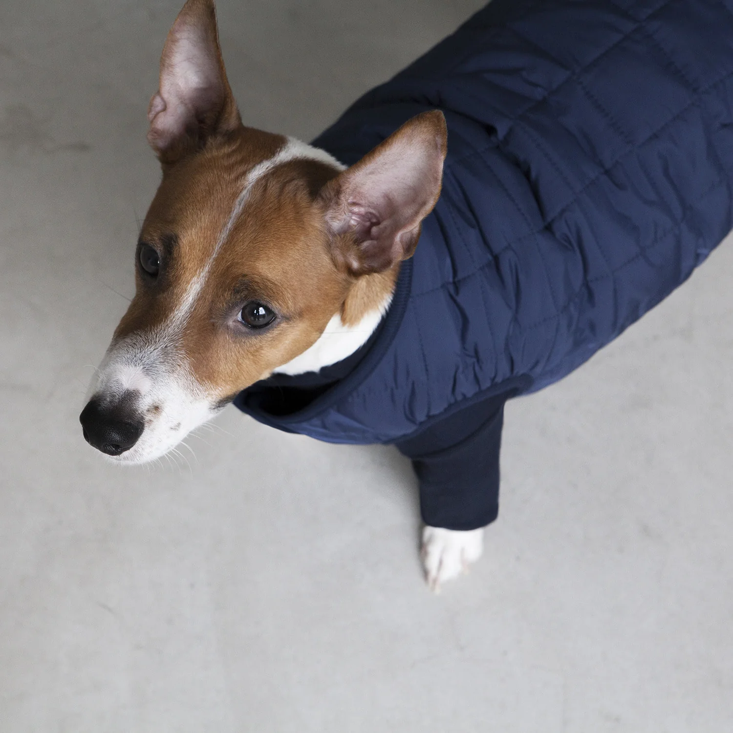 DENTISTS APPOINTMENT | Warm Quilted Vest in Navy (w/ Harness Hole) - Image 5