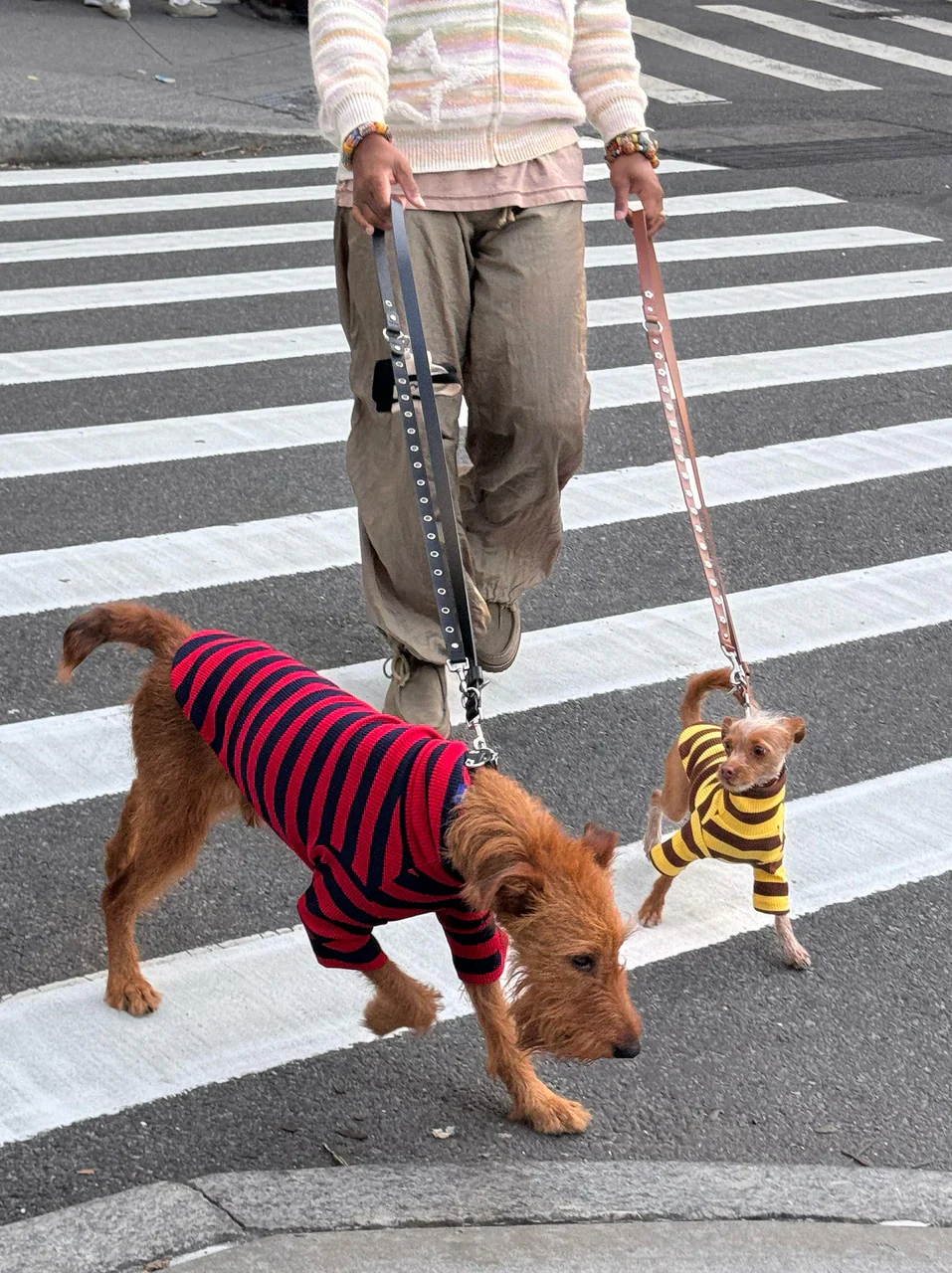 Dijon Ribbed Dog Shirt - Image 6