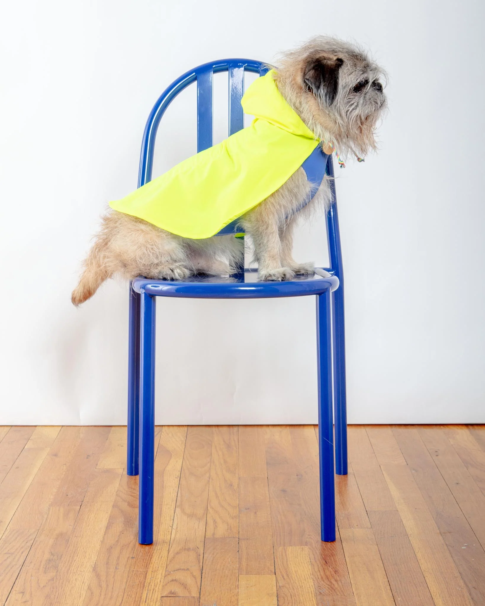 Action Jacket Dog Pull-On Raincoat in Safety Yellow + Blue (Made in NYC) - Image 6