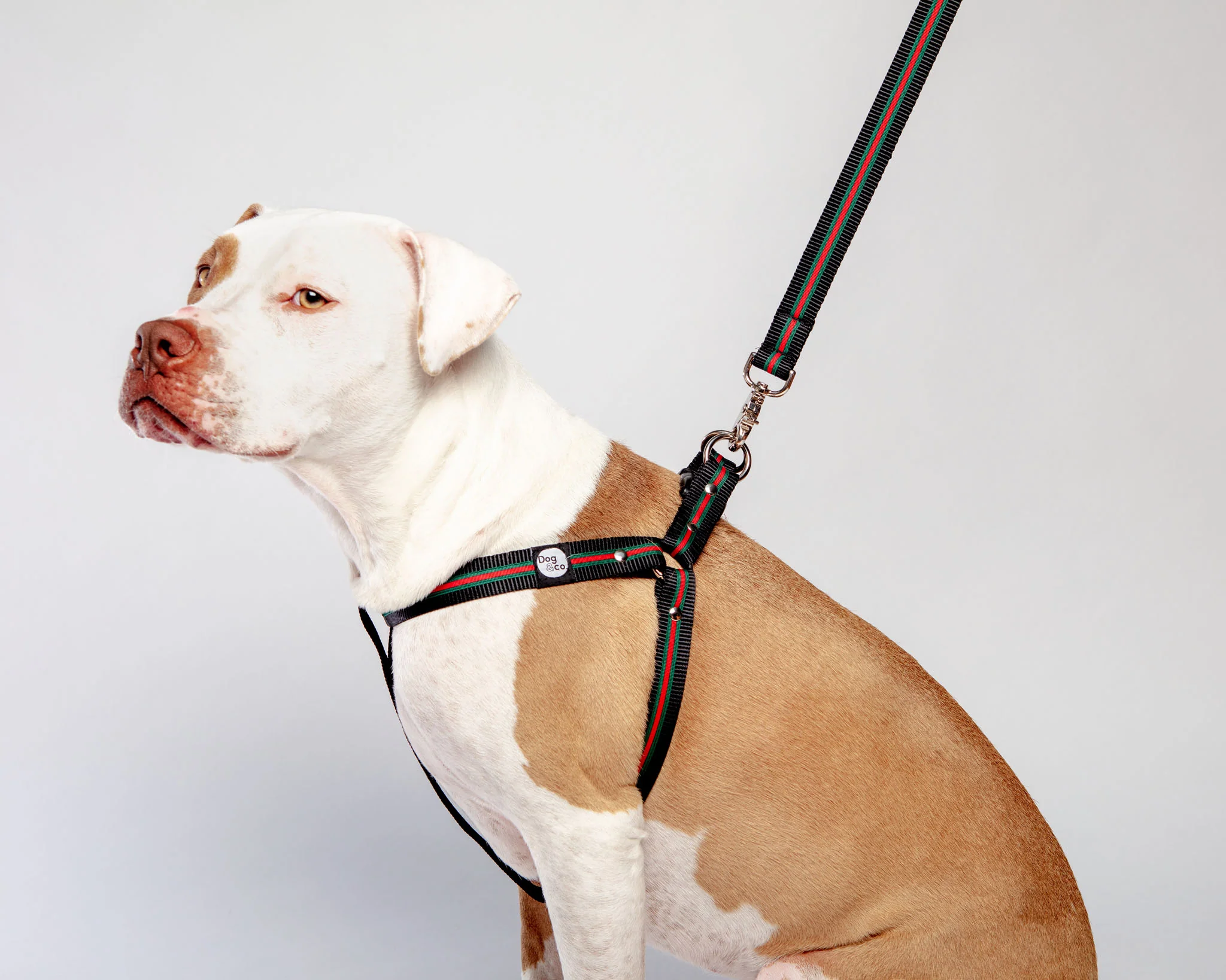Luxe Green & Red Stripe Dog Leash (Made in NYC) - Image 5