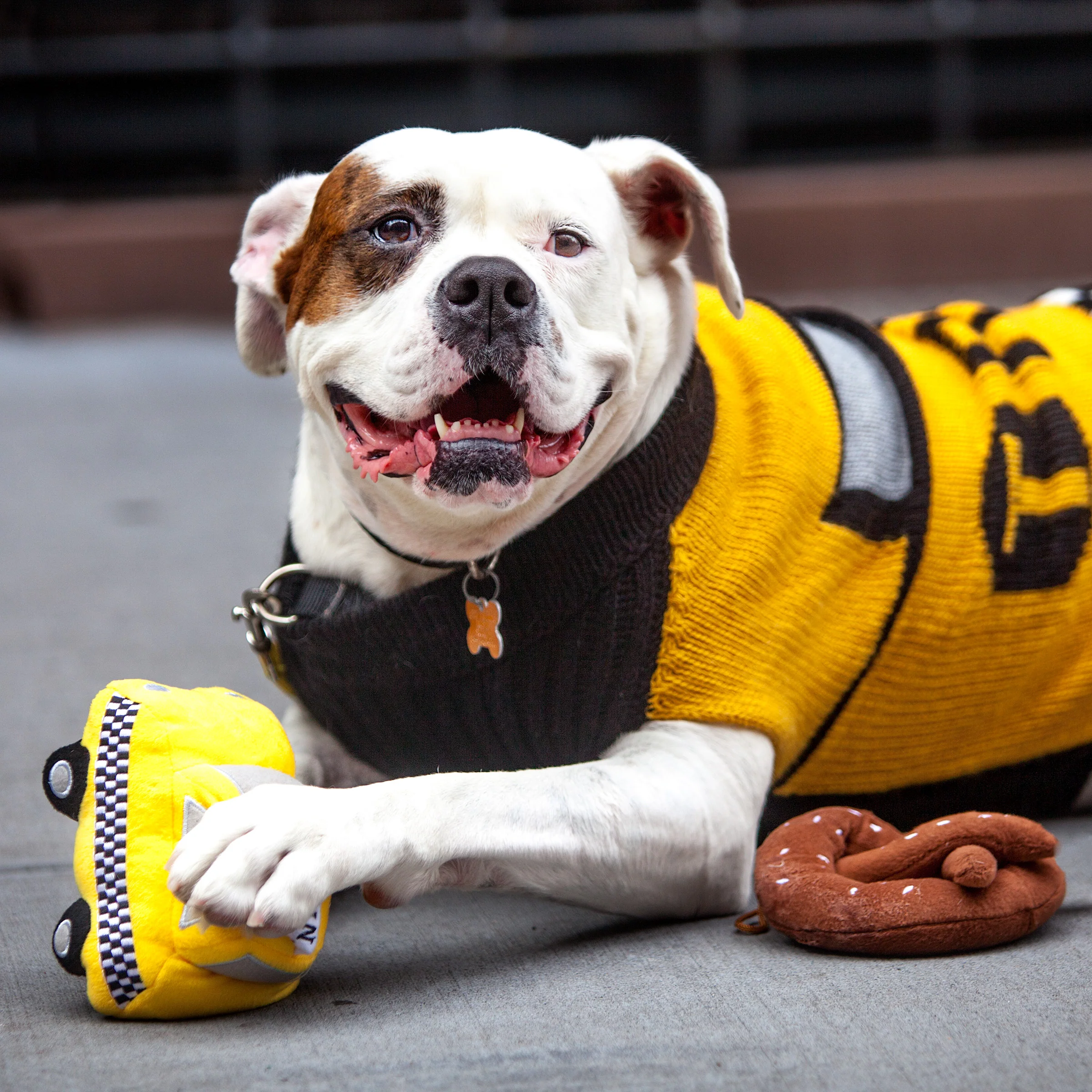 NYC Taxi Handknit Dog Sweater (Dog & Co. Exclusive) (FINAL SALE) - Image 13