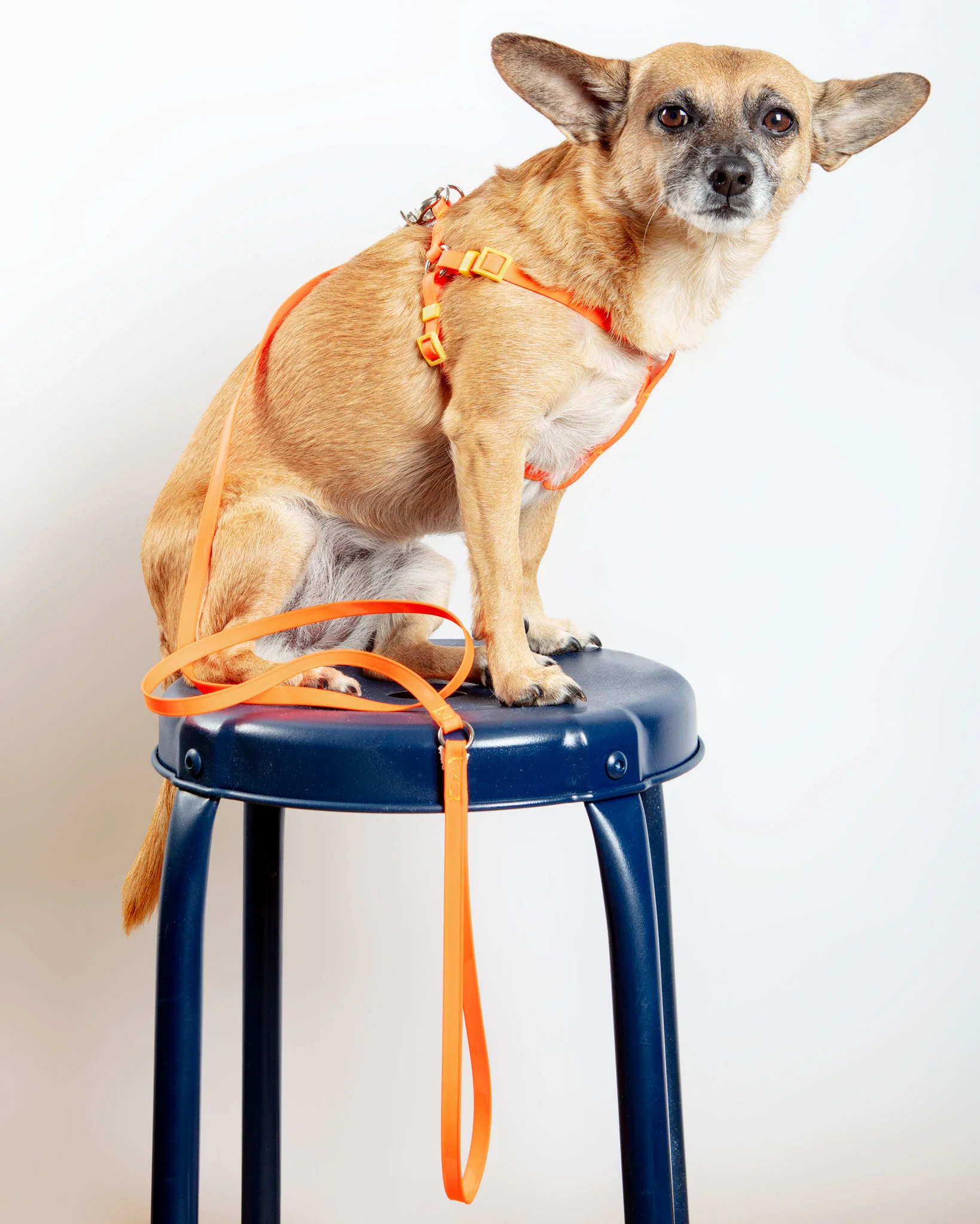 A Walk in the Park Dog Leash (Made in the USA) - Image 10