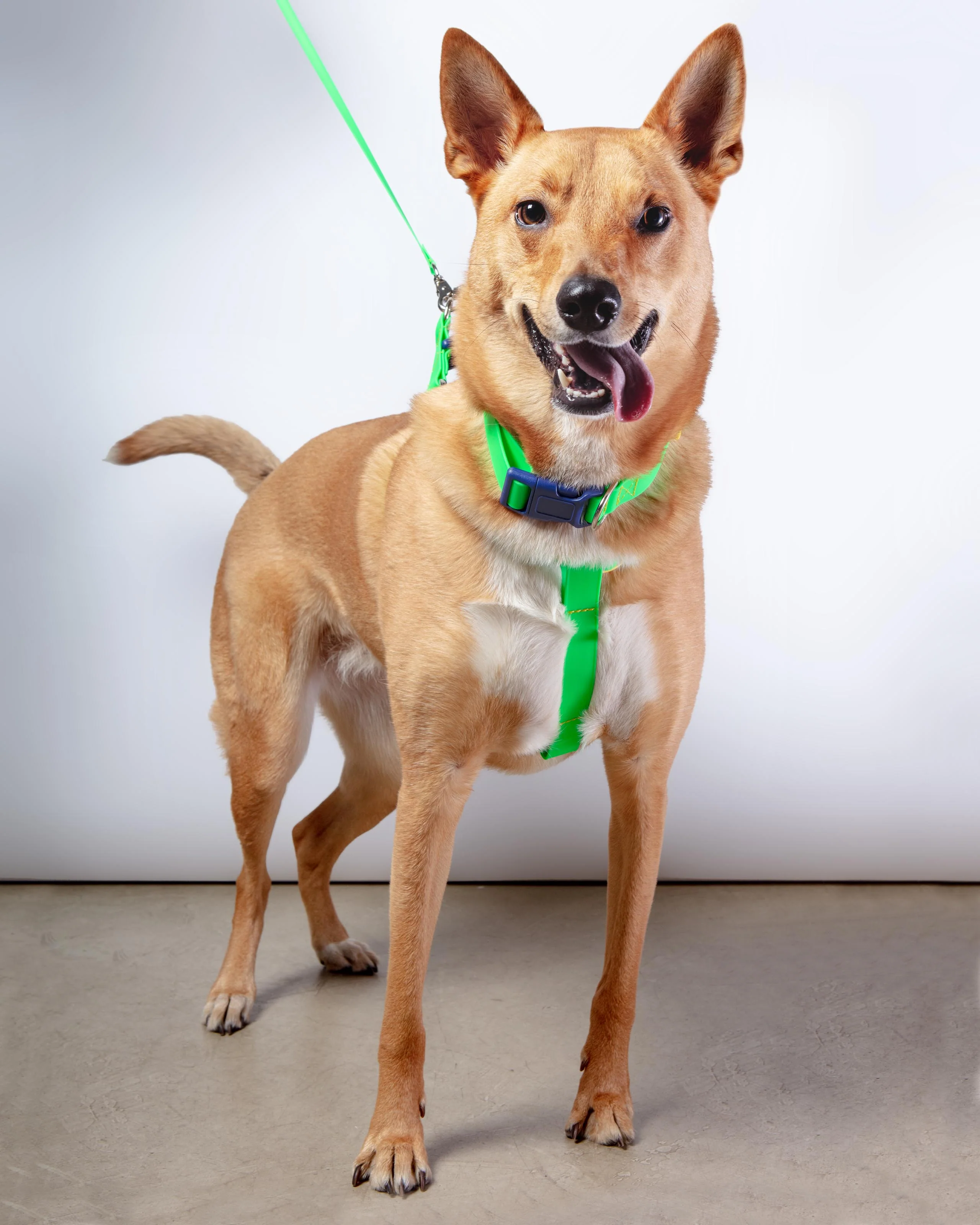 A Walk in the Park Dog Leash (Made in the USA) - Image 14