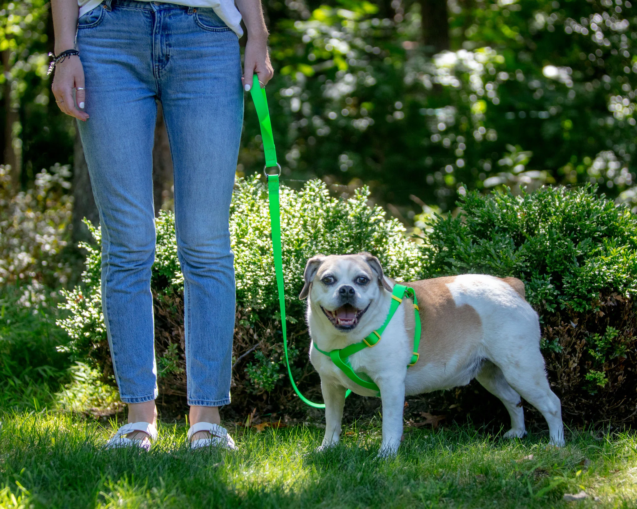 A Walk in the Park Dog Leash (Made in the USA) - Image 9