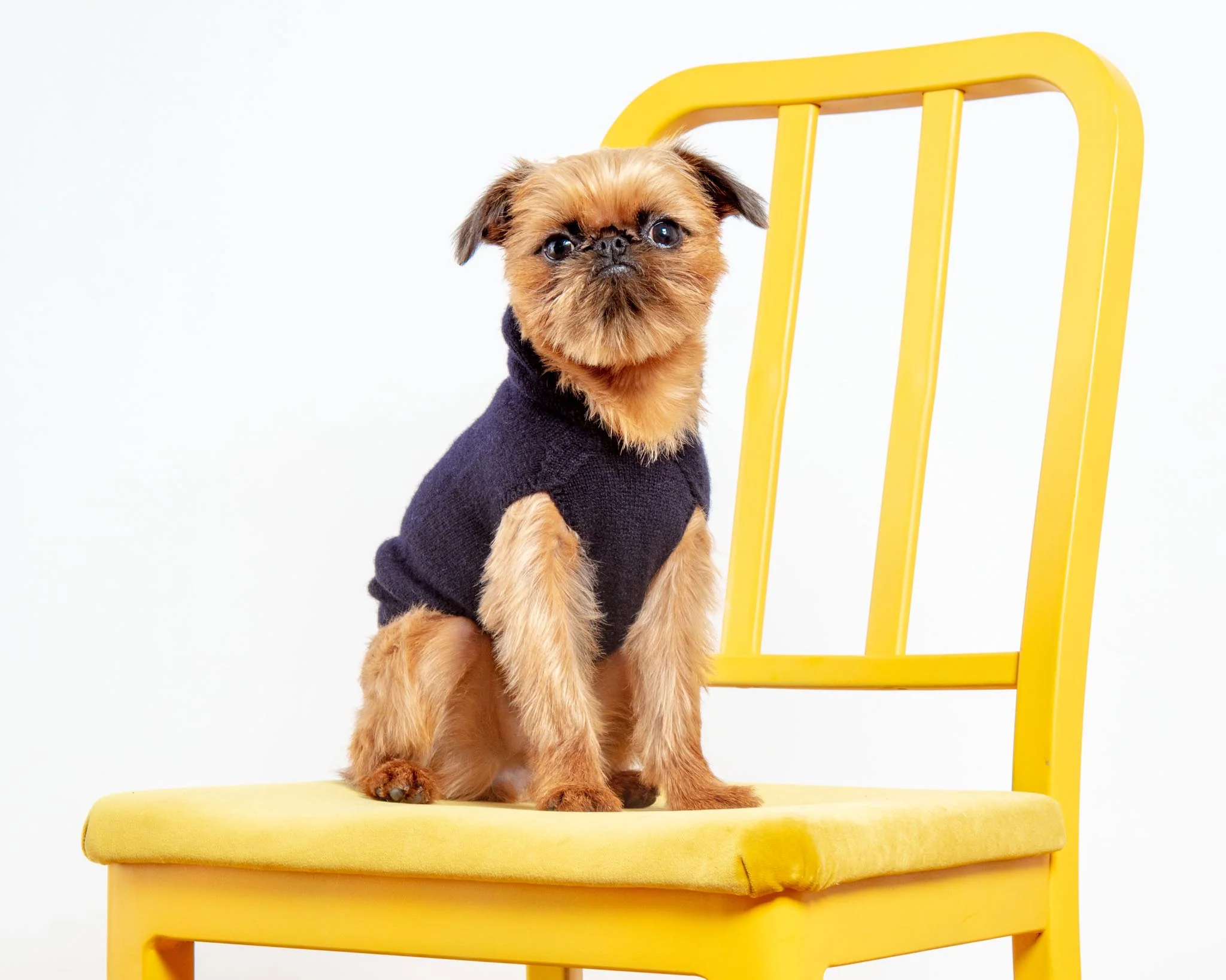 The Marmalady Cashmere Dog Hoodie in Midnight (Made in NYC) (FINAL SALE) - Image 5