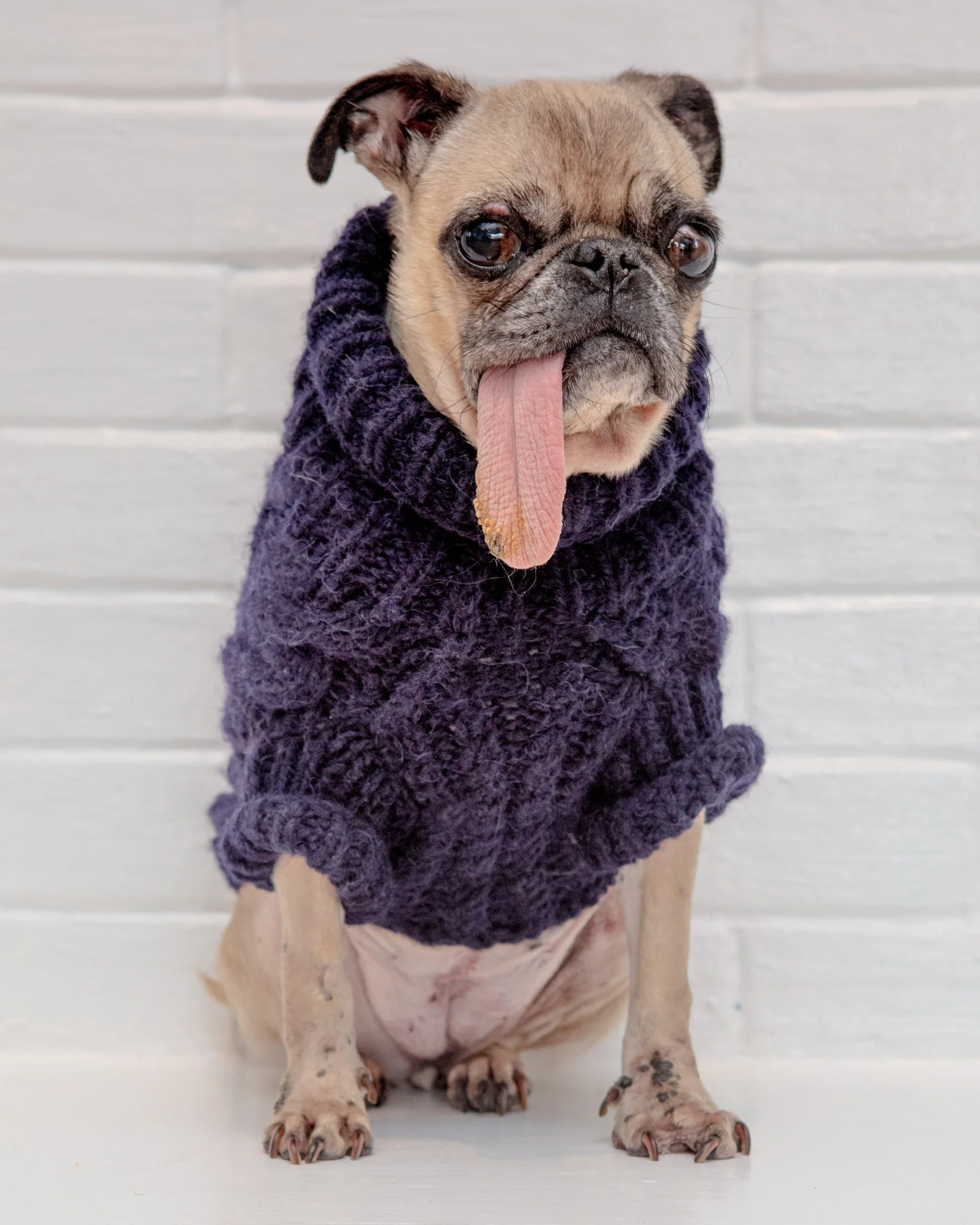 Downtown Roll Neck Dog Sweater in Navy FINAL SALE - Image 5