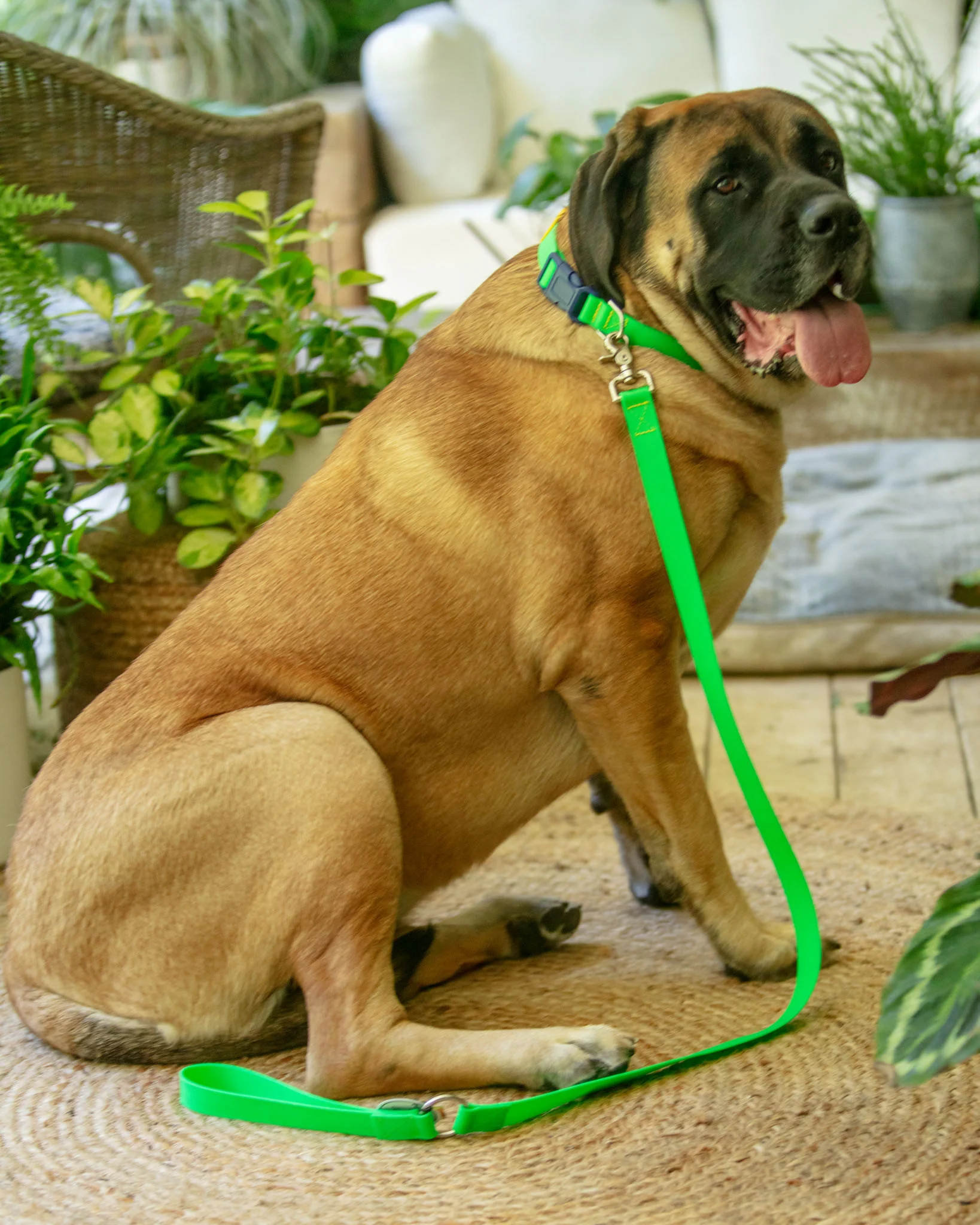 A Walk in the Park Dog Collar in Neon Green (Made in the USA) - Image 9
