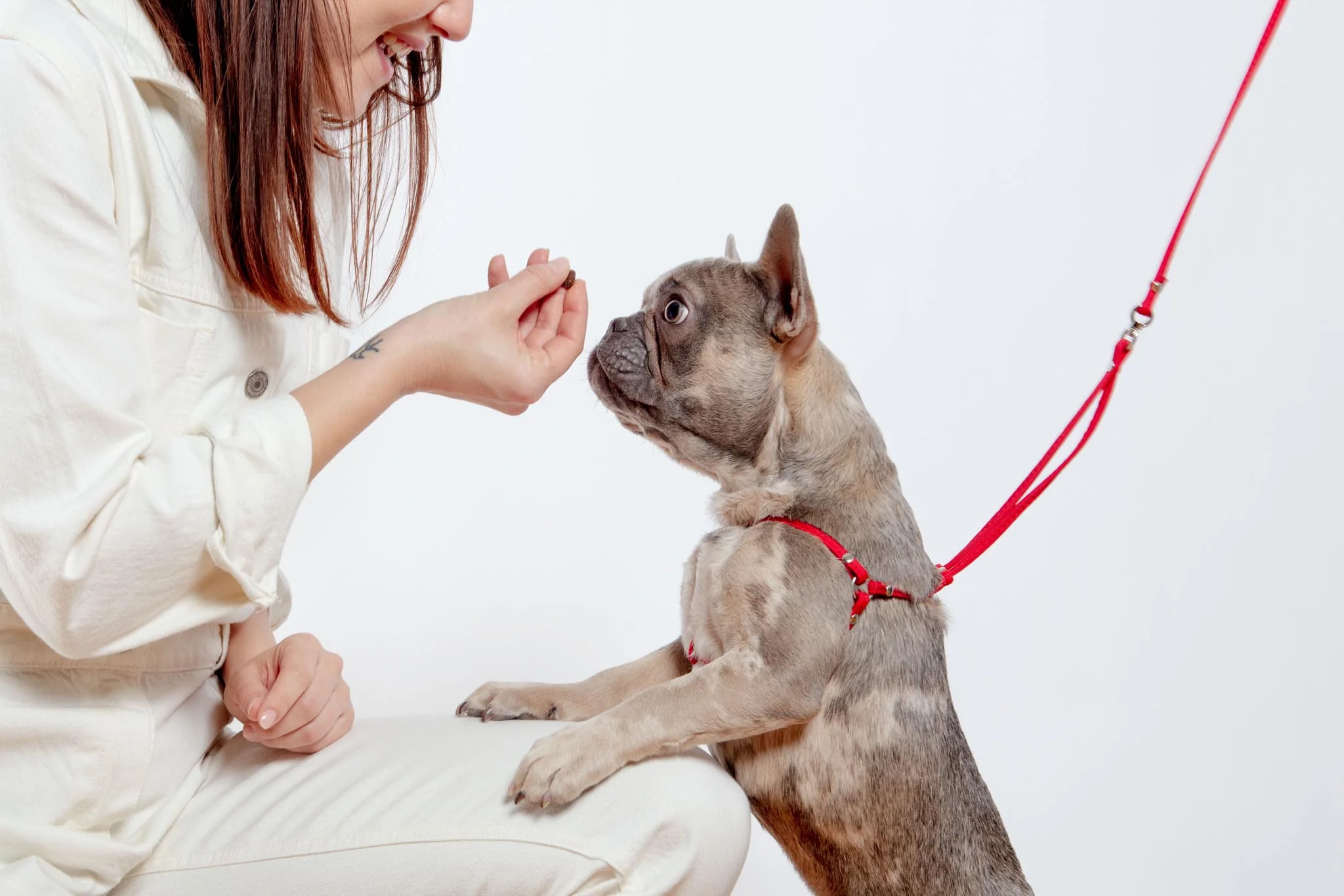 Nylon Step-In Adjustable Dog Harness in Red (Made in the USA) - Image 6