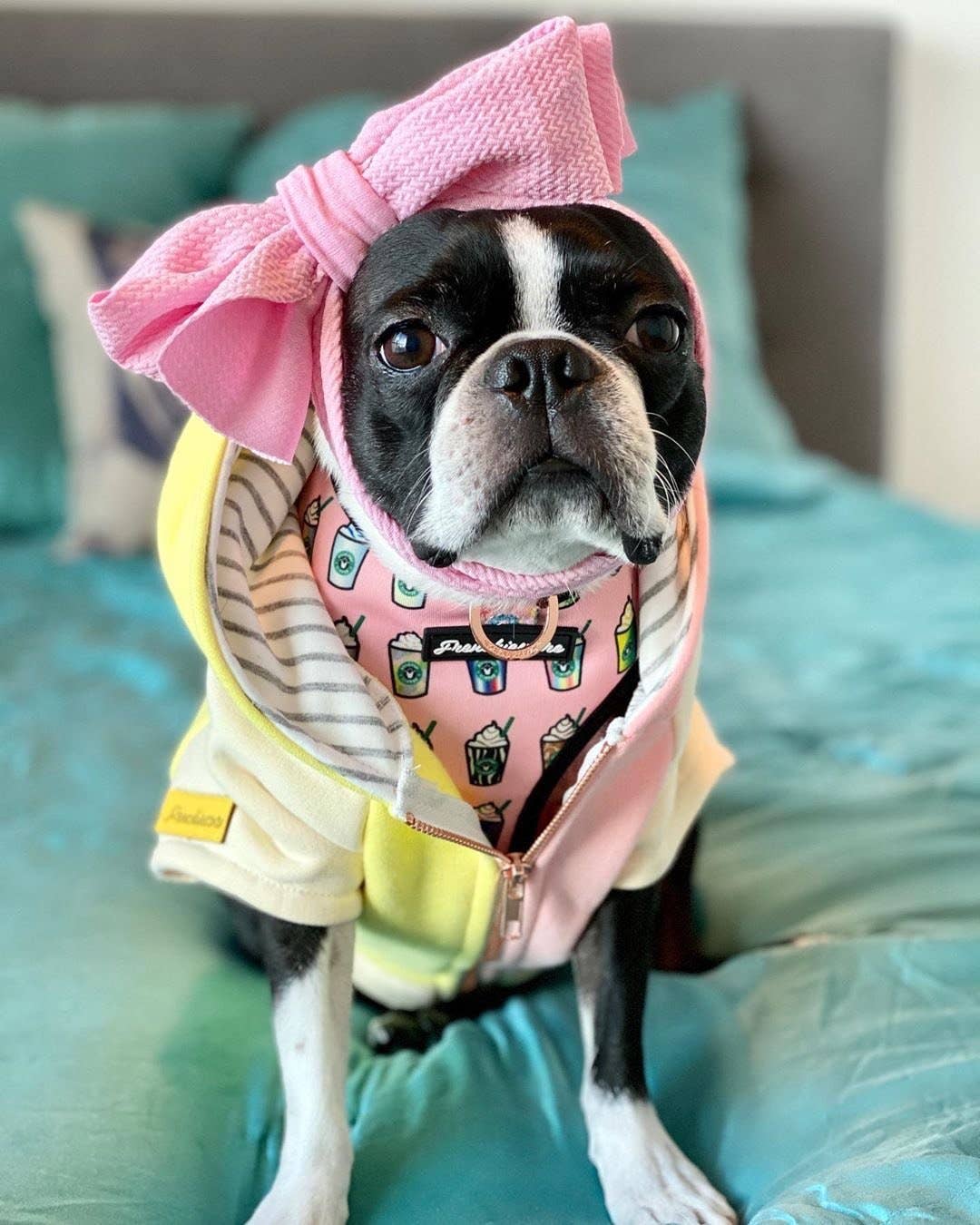 Dog Hoodie in Banana Split - Image 4
