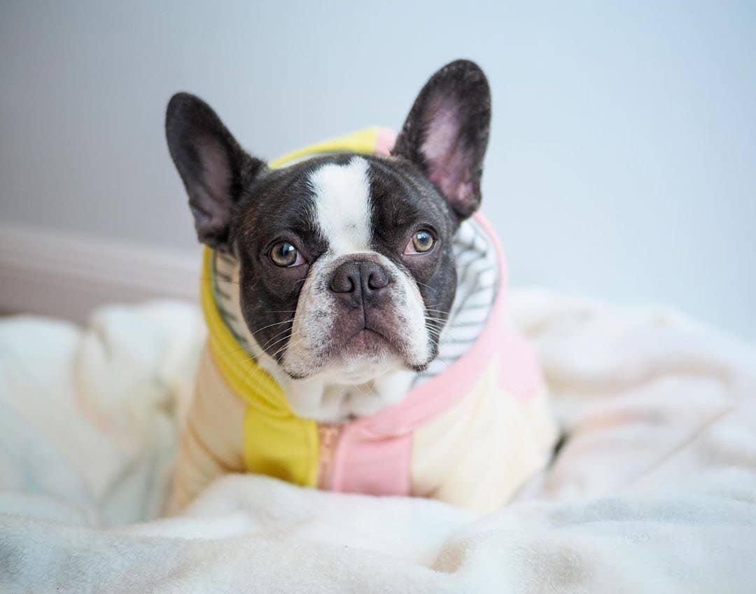 Dog Hoodie in Banana Split - Image 5