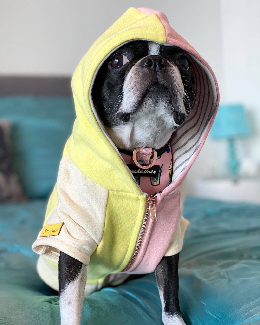 Dog Hoodie in Banana Split - Image 6