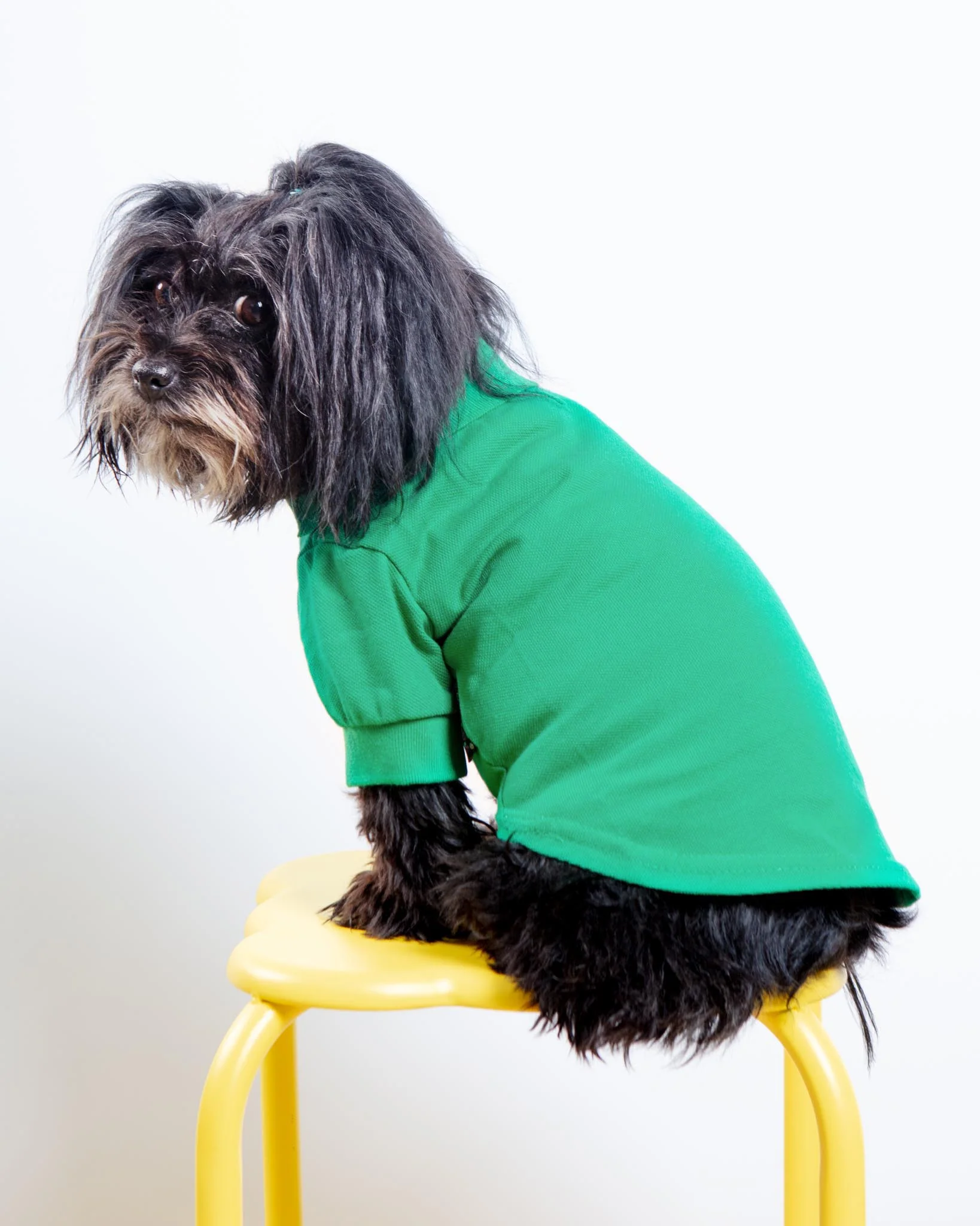 Dog Polo Shirt in Grass Green (FINAL SALE) - Image 3