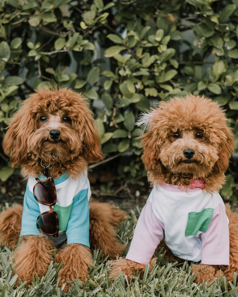 DOG THREADS | OMG Pocket Tee - Image 2