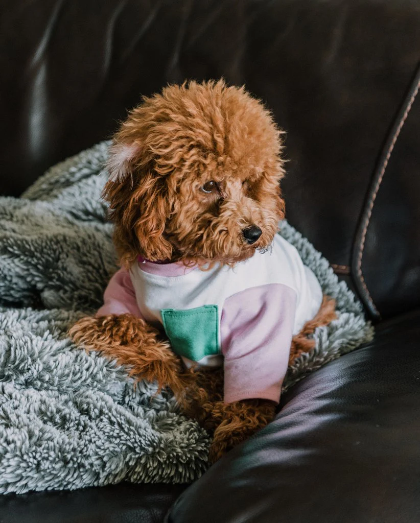 DOG THREADS | OMG Pocket Tee - Image 3