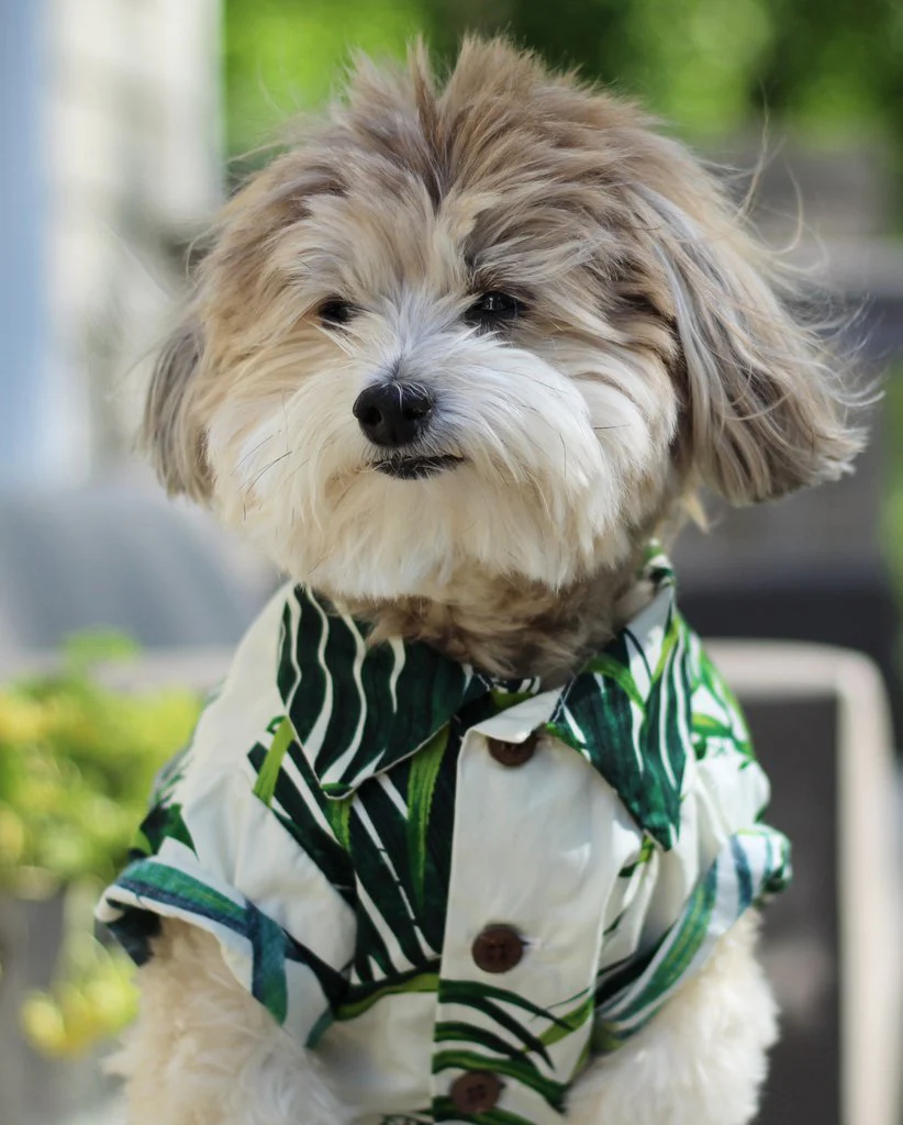 DOG THREADS | Havana Palms BBQ Shirt - Image 3