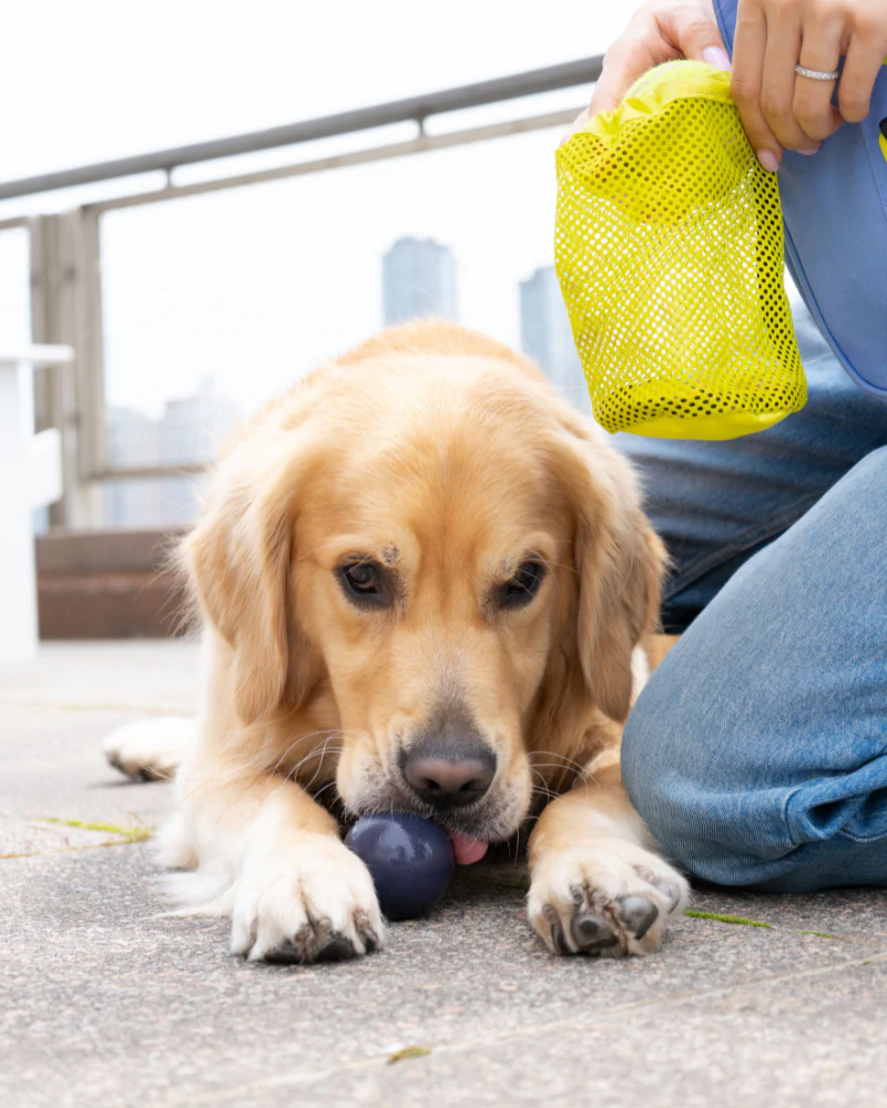 Waterproof Dog Walking Bag w/ Removable Treat Pouch - Image 24