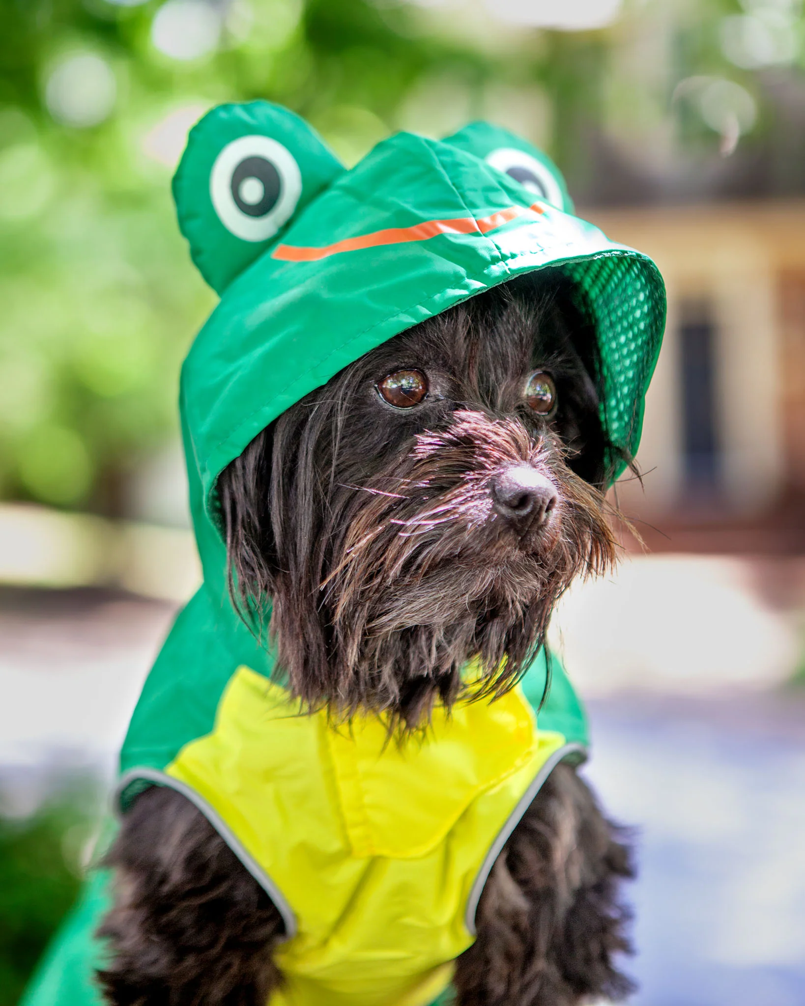 Frog Raincoat in Green - Image 3