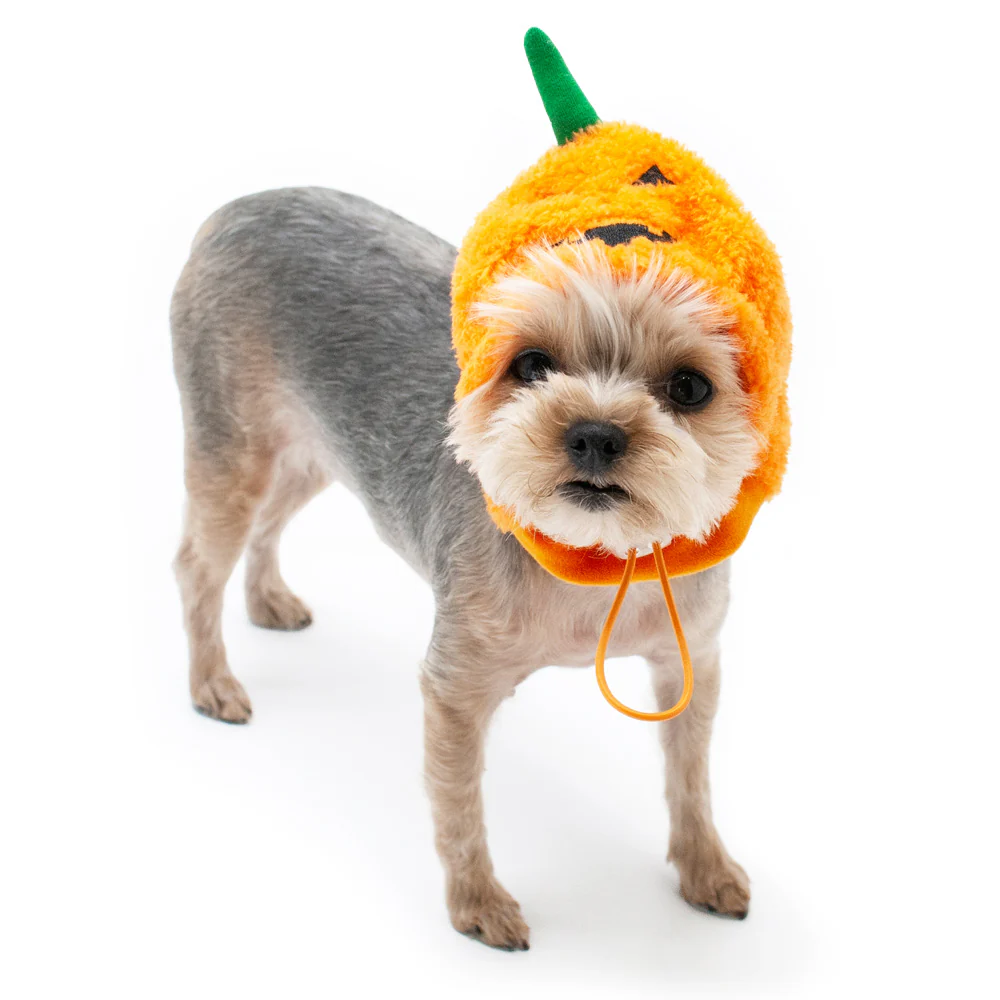 DOGO | Pumpkin Hat - Image 4