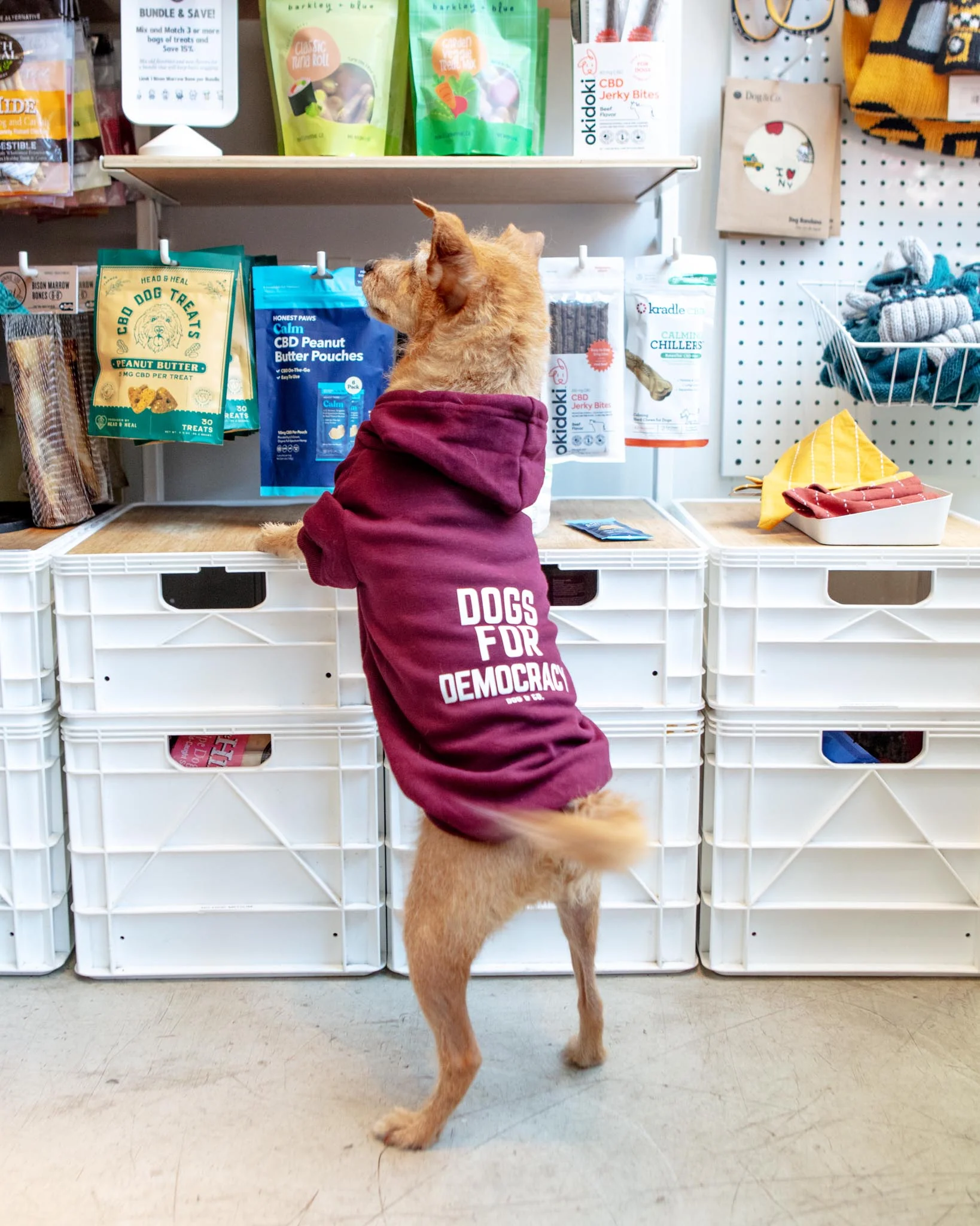*Dogs for Democracy* Graphic Dog Hoodie (Proceeds Benefit the ACLU) - Image 3