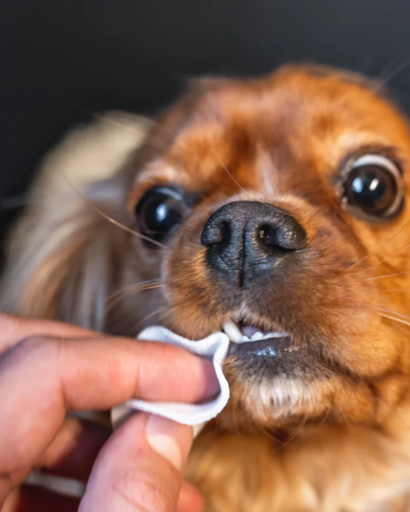 Dog Dental Cleaning Finger Wipes - Image 3