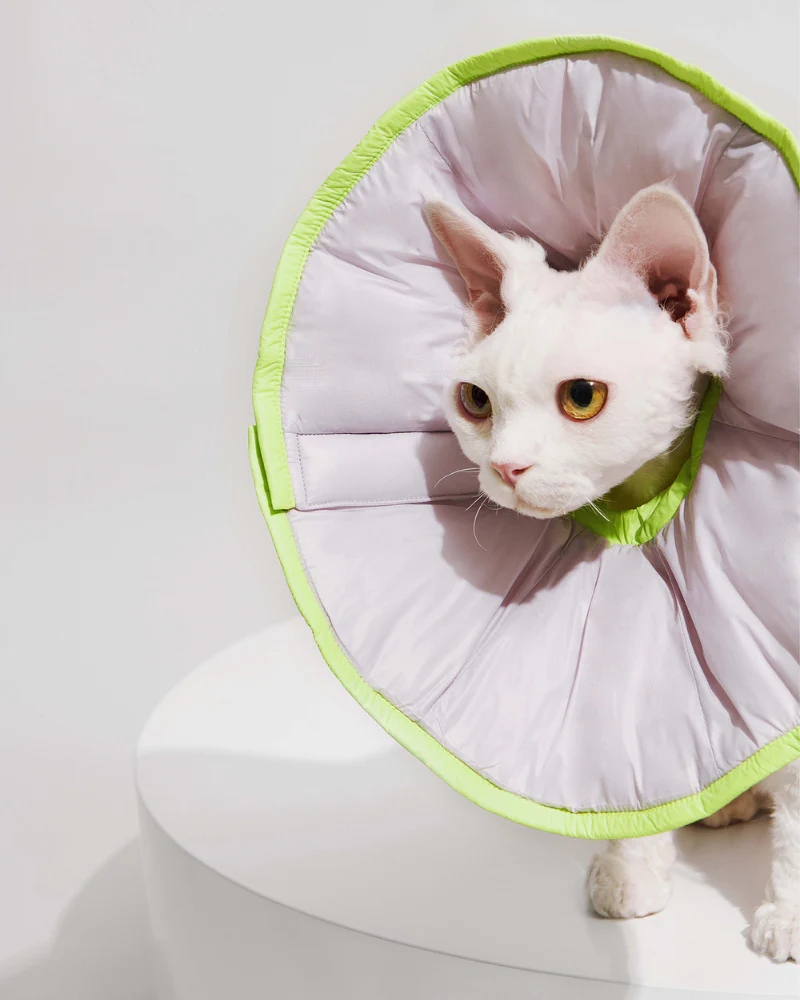 E-Collar in Violet - Image 6