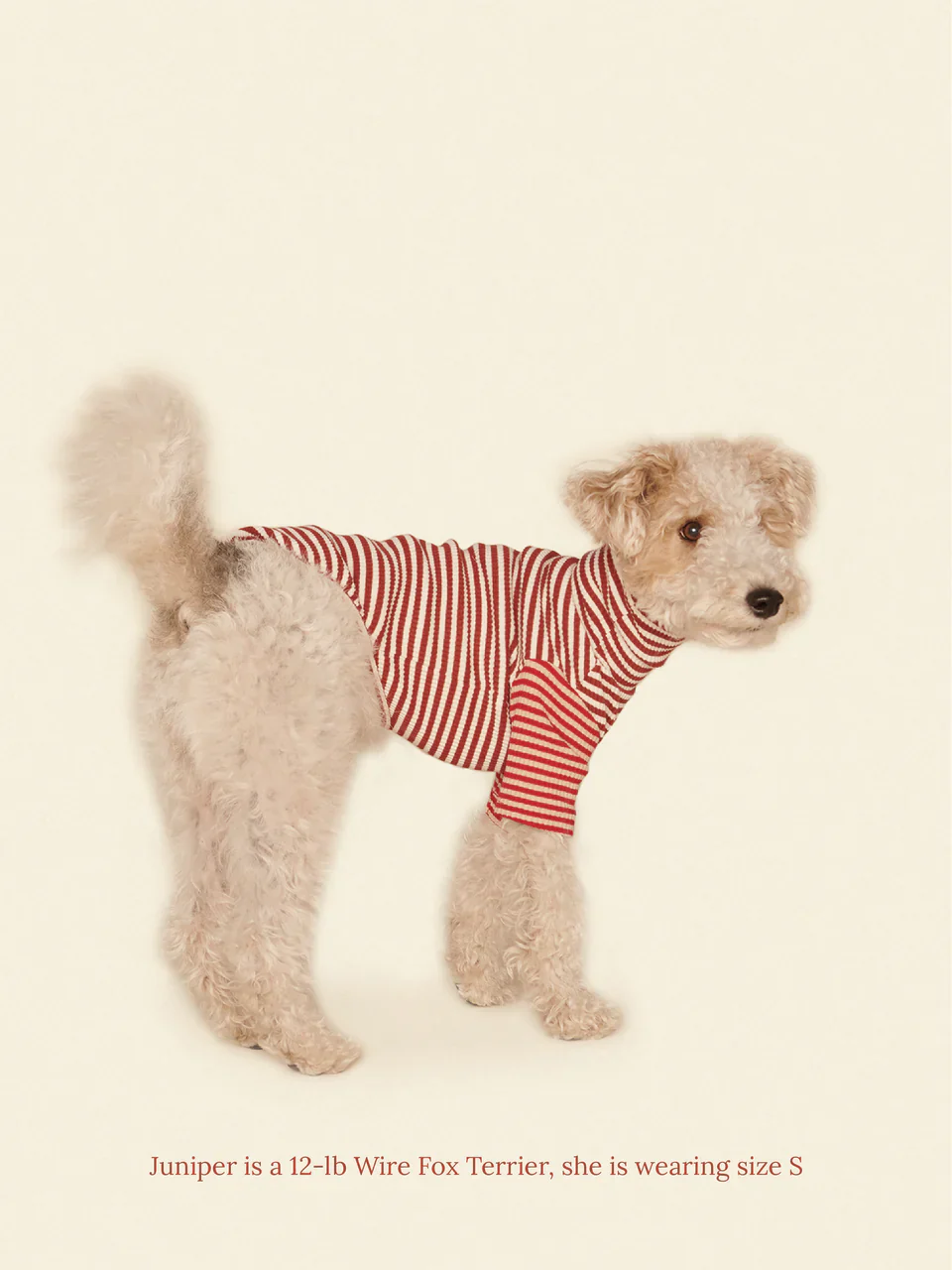 Earth and Fire Ribbed Dog Shirt - Image 4