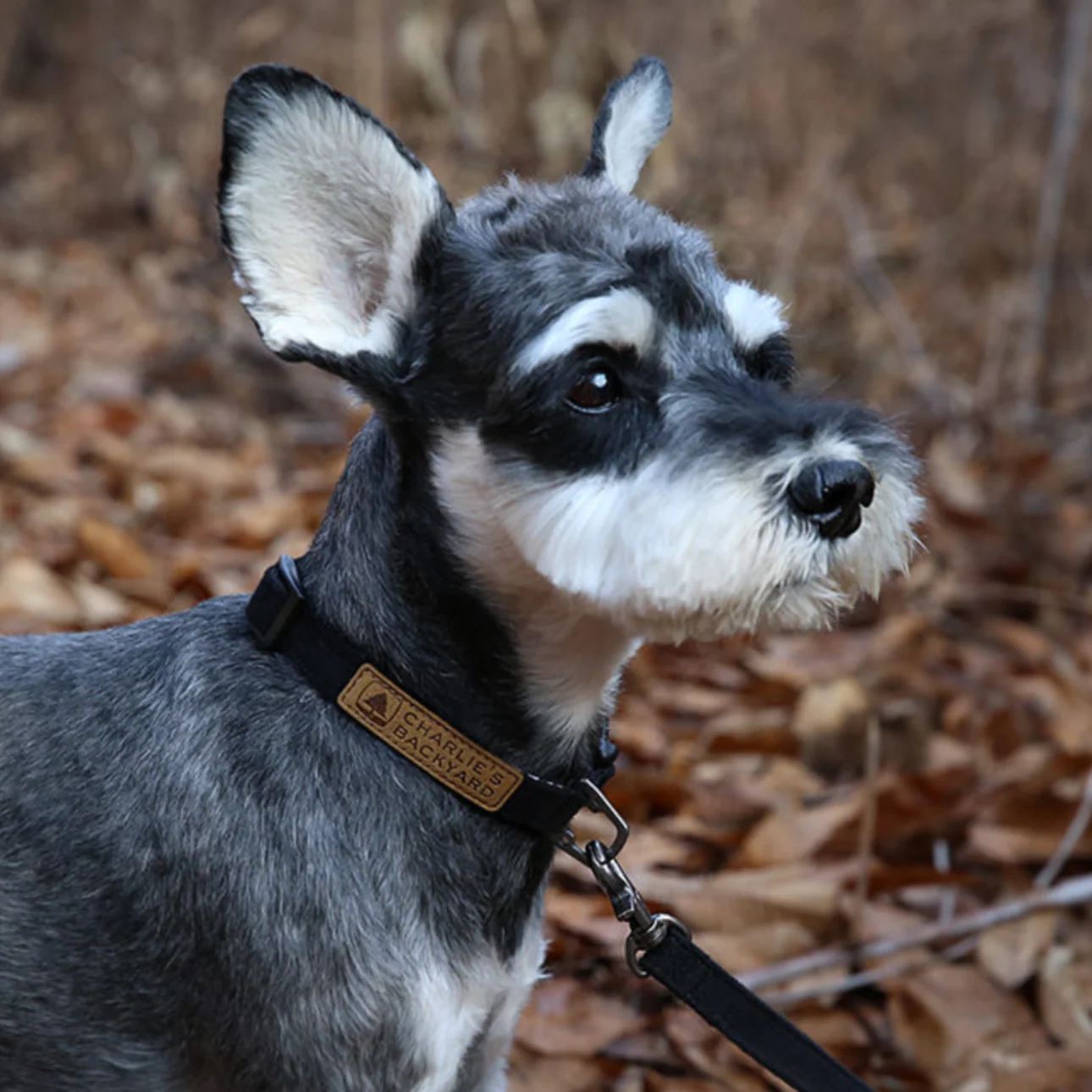 Easy Dog Collar in Black - Image 2