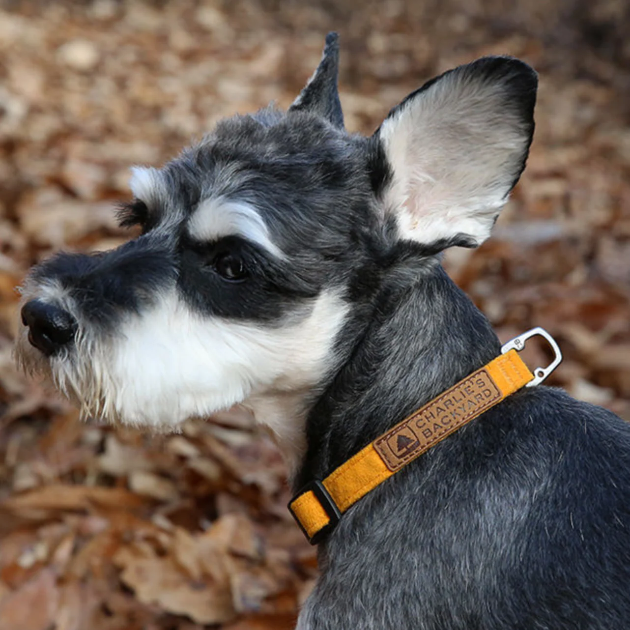 Easy Dog Collar in Yellow - Image 2