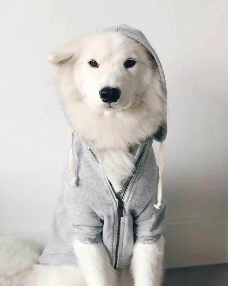 Light Grey Zip-Up Dog Hoodie << FINAL SALE >> - Image 5