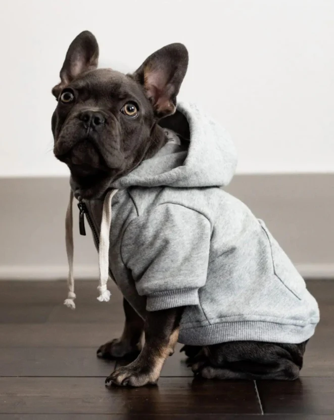 Light Grey Zip-Up Dog Hoodie << FINAL SALE >> - Image 7