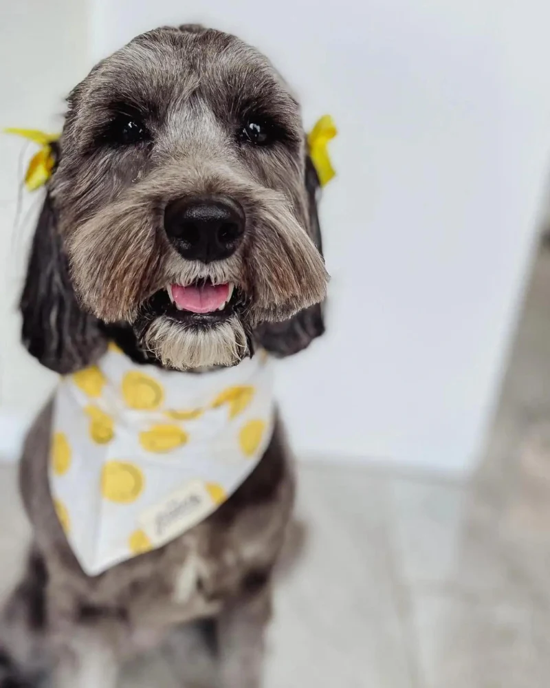 Elsie Dog Bandana (FINAL SALE) - Image 4