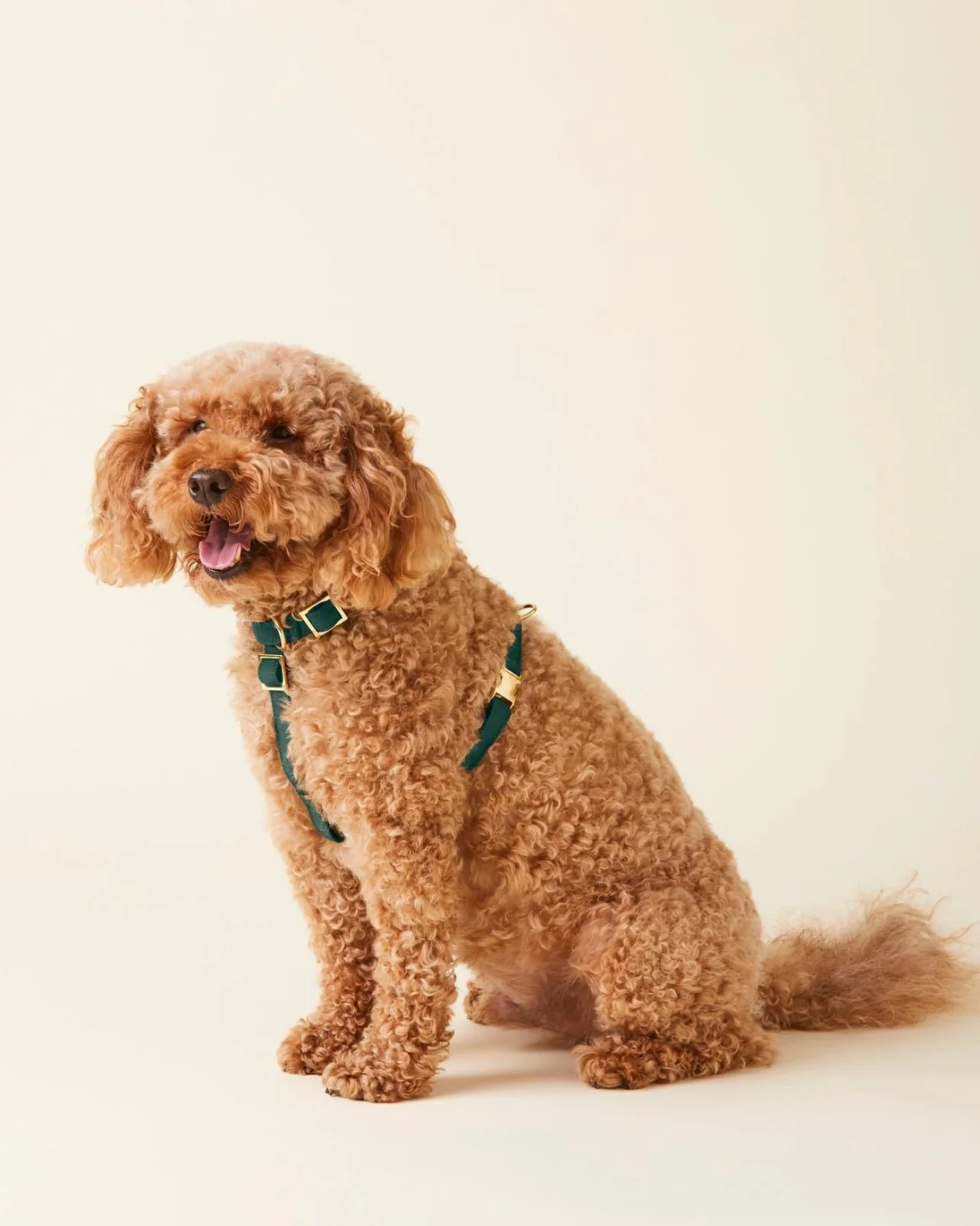 Evergreen Dog Harness (FINAL SALE)