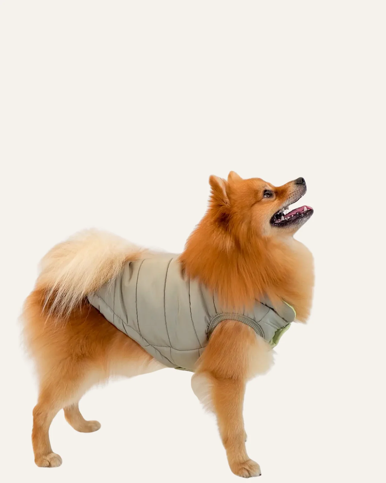 Explorer Dog Puffer Vest (FINAL SALE) - Image 7