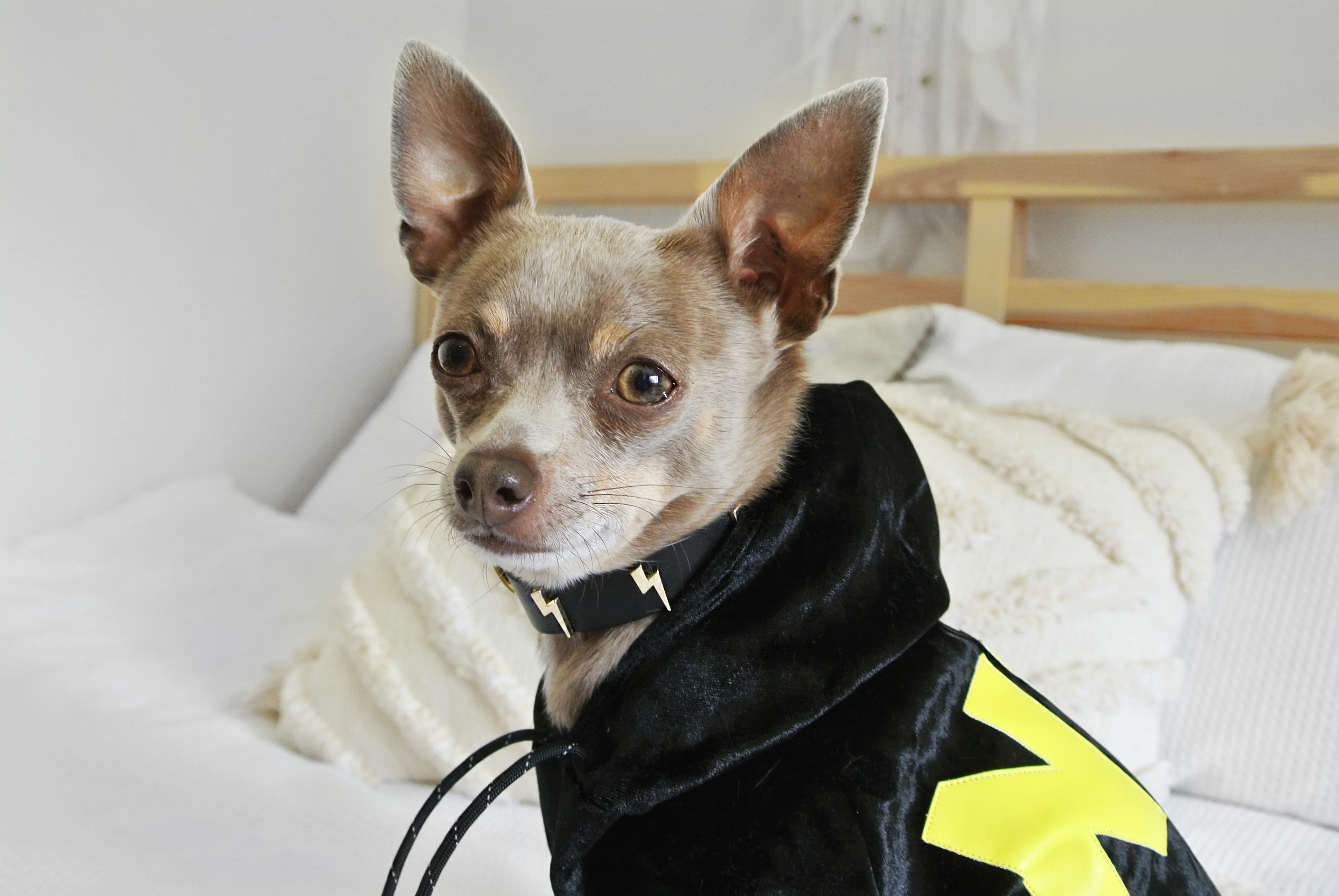 Black Velvet NYC Hoodie (DOG & CO. Exclusive) (FINAL SALE) (FINAL SALE) - Image 5