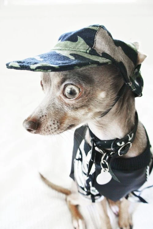 EYE OF DOG | Cool Cap in Camo - Image 2