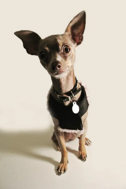 EYE OF DOG | Faux Furlicious Vest - Image 2