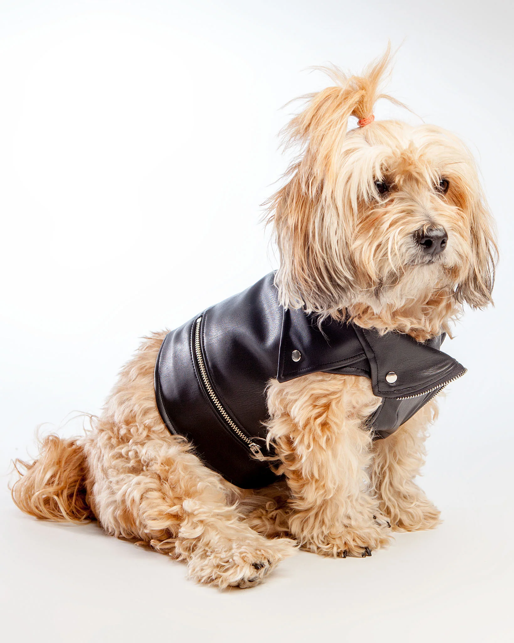 Vegan Leather Moto Vest for Dogs - Image 5