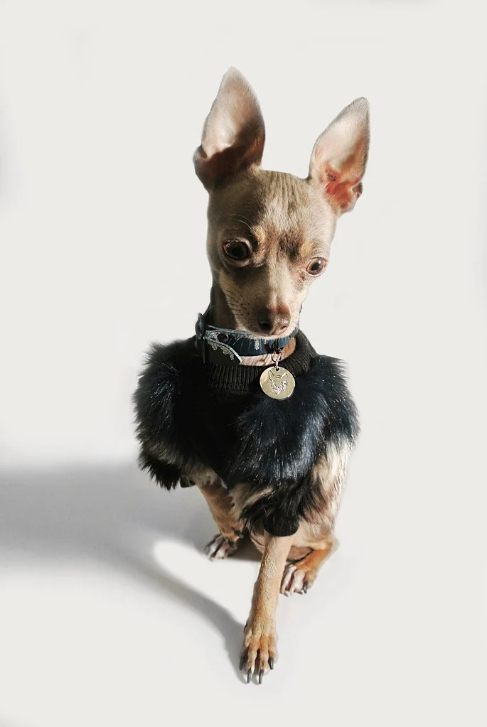 EYE OF DOG | Fluffy Pullover