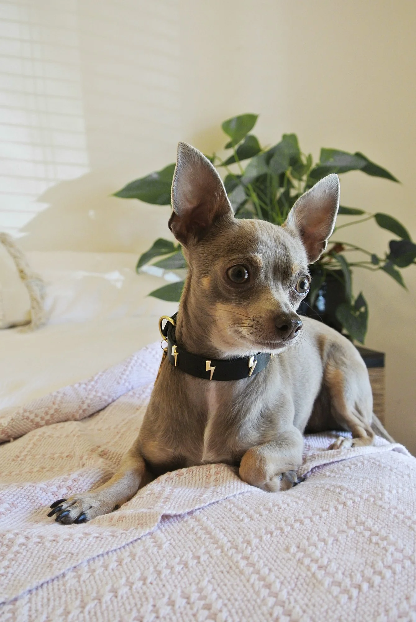 Lightning Bolt Dog Collar - Image 7