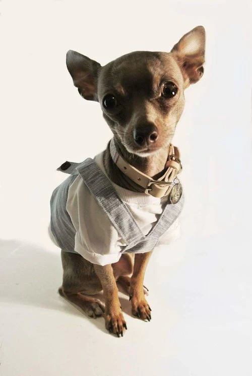 EYE OF DOG | Raspy Overalls - Image 2