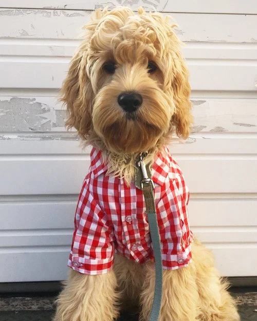 FAB DOG | Red Plaid Button Down - Image 2