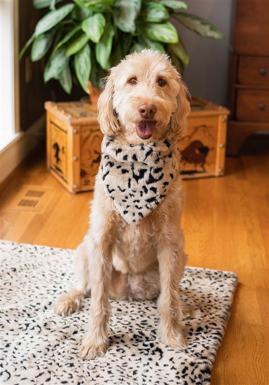 FABULOUS FURS | Dog Bandana in Cheetah - Image 2