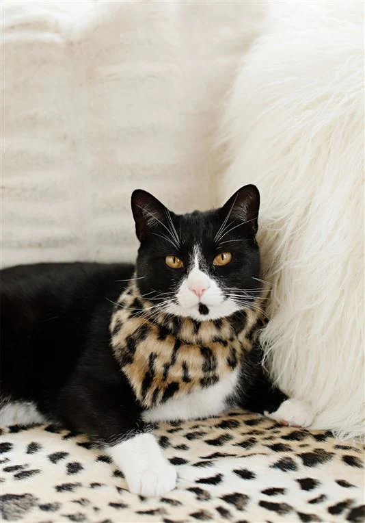 FABULOUS FURS | Dog Bandana in Cheetah - Image 4