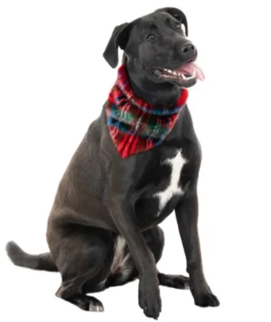 Furry Dog Bandana in Red Plaid (FINAL SALE) - Image 5