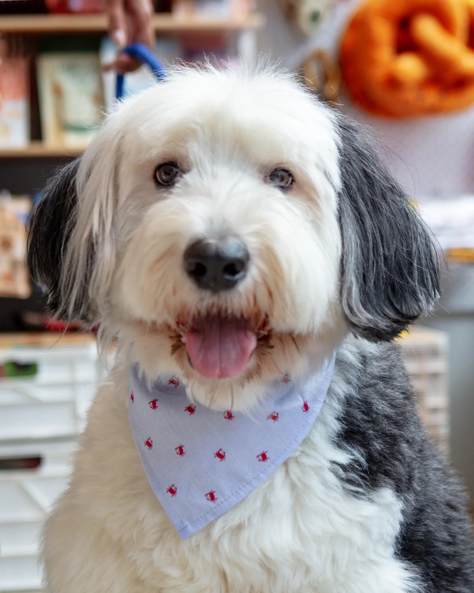 Feeling Crabby Dog Bandana