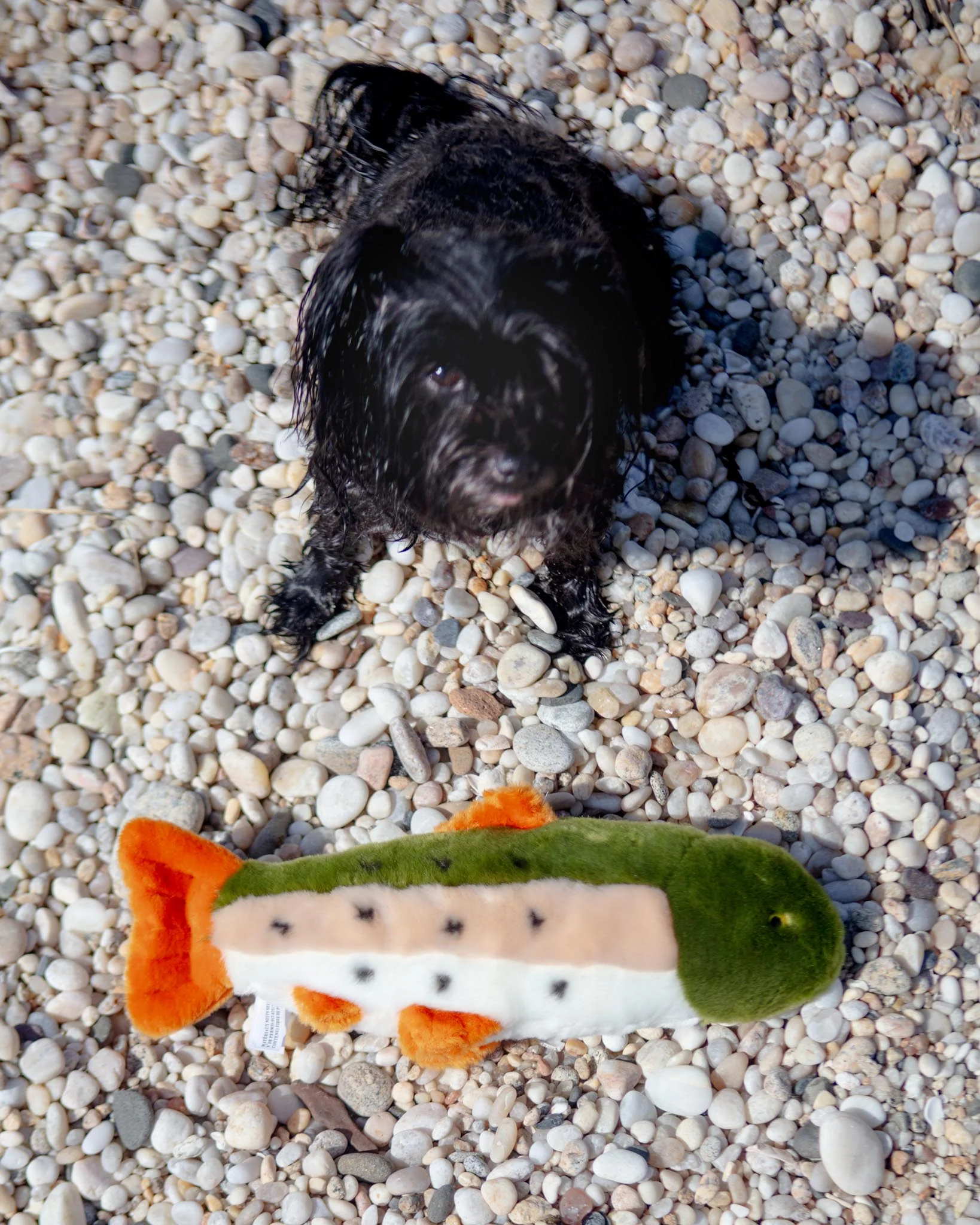 Ruby the Rainbow Trout Plush Dog Toy