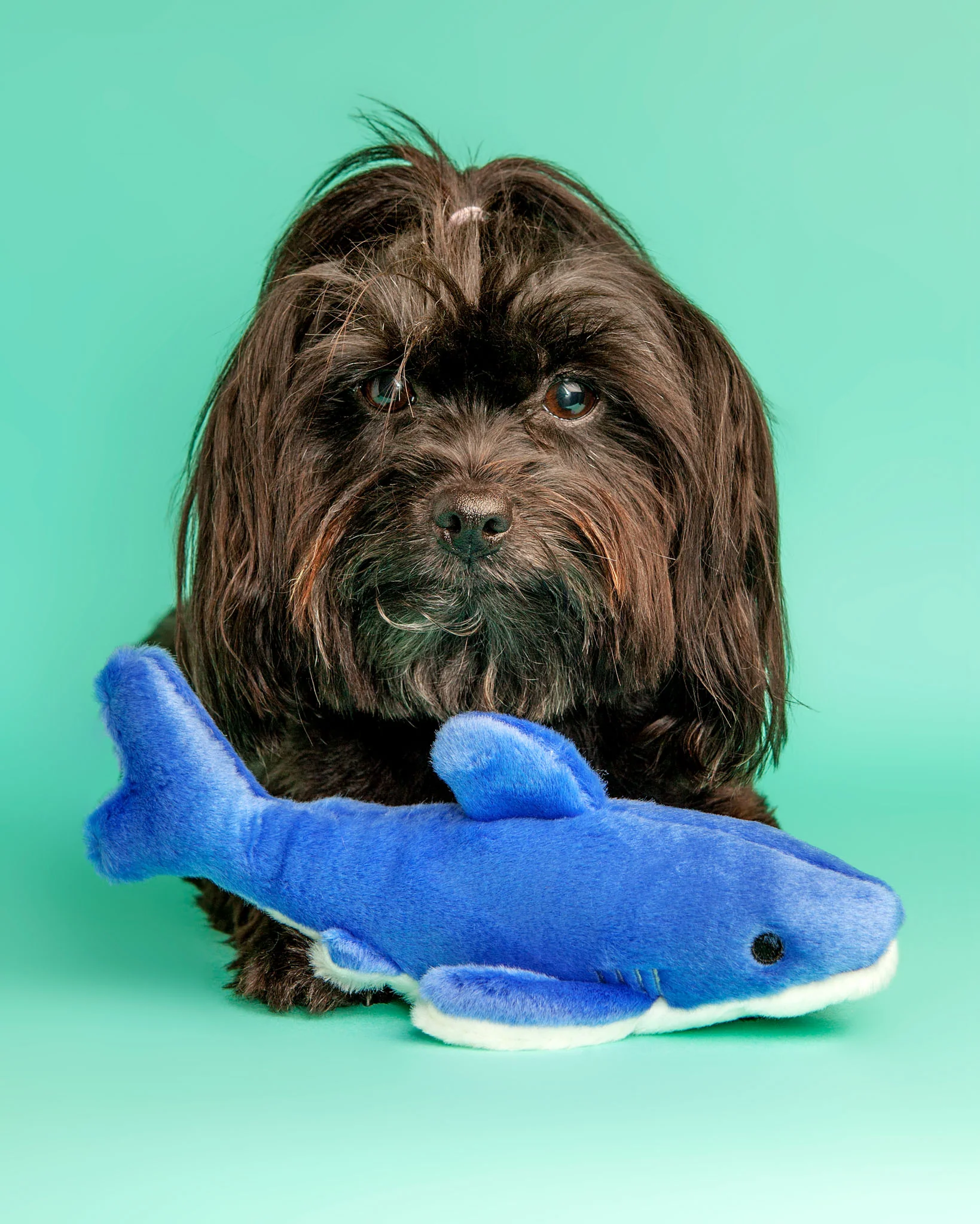 Baby Bruce Shark Plush Dog Toy - Image 7